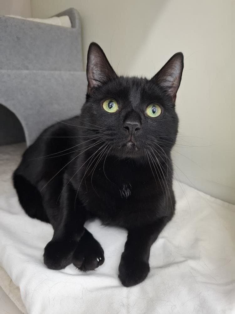 Sooty — Domestic Cat