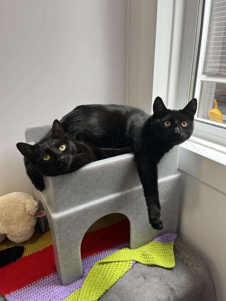 Luna — Domestic Cat