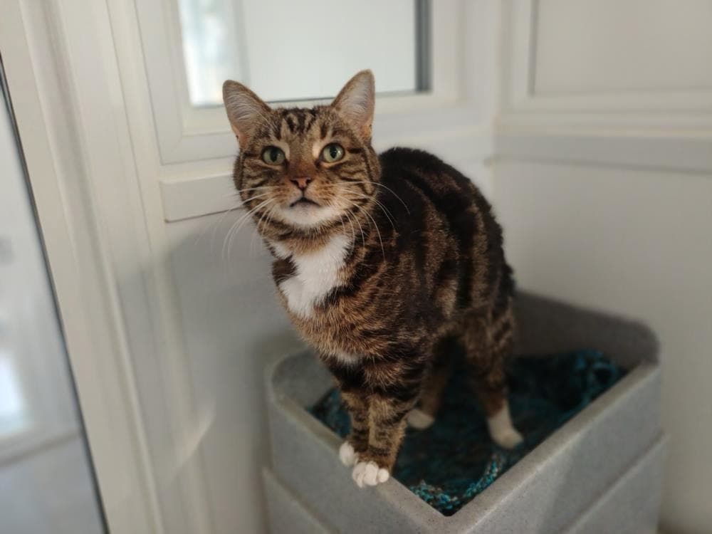 Puss Puss — Domestic Cat