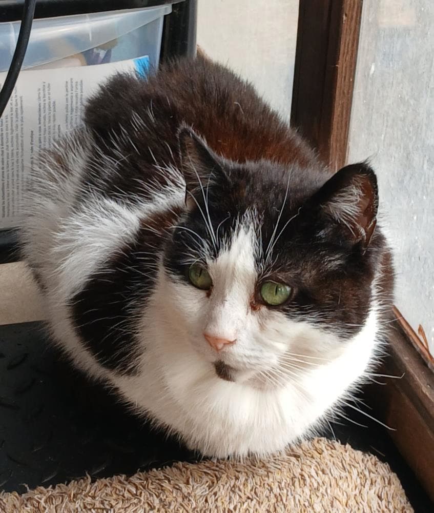 Snickers 64 2026 — Domestic Cat