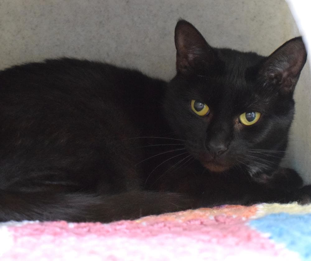 Flora — Domestic Cat