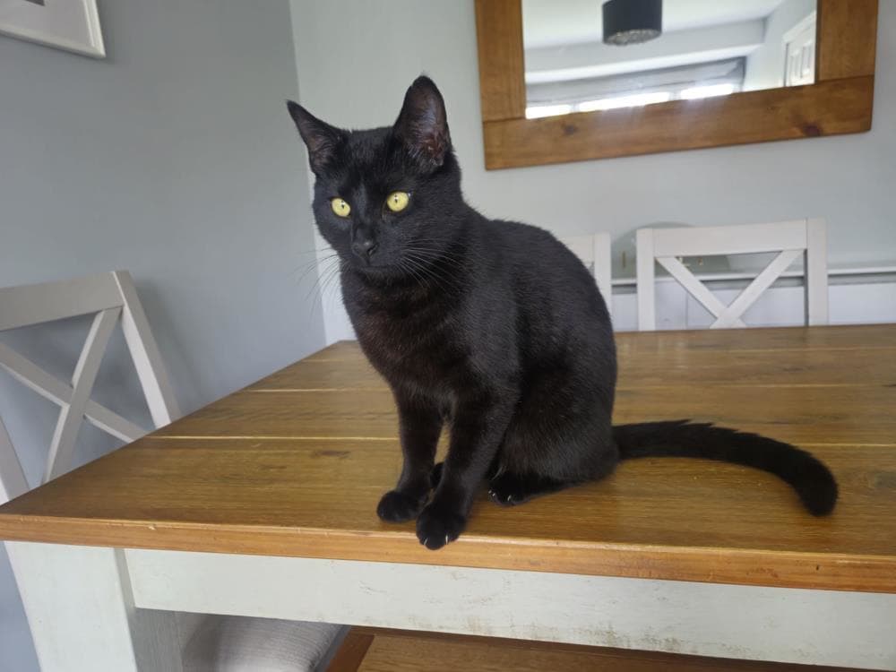 Sooty — Domestic Cat