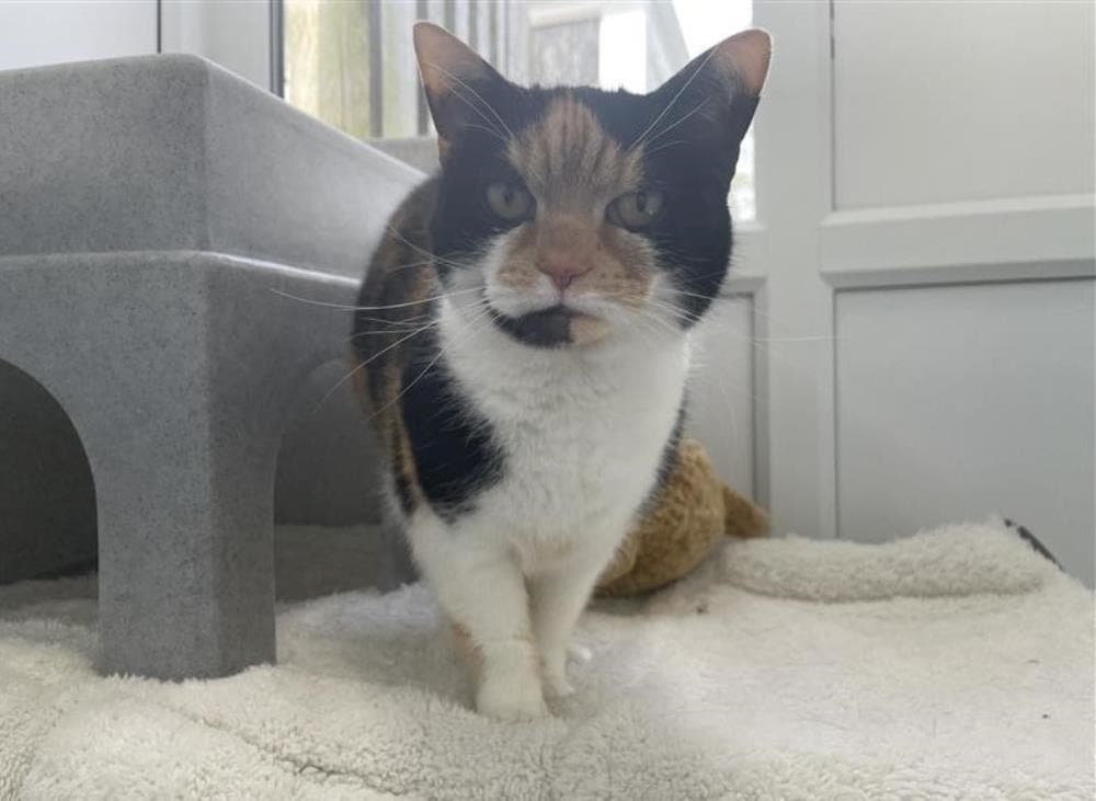 Betsie — Domestic Cat