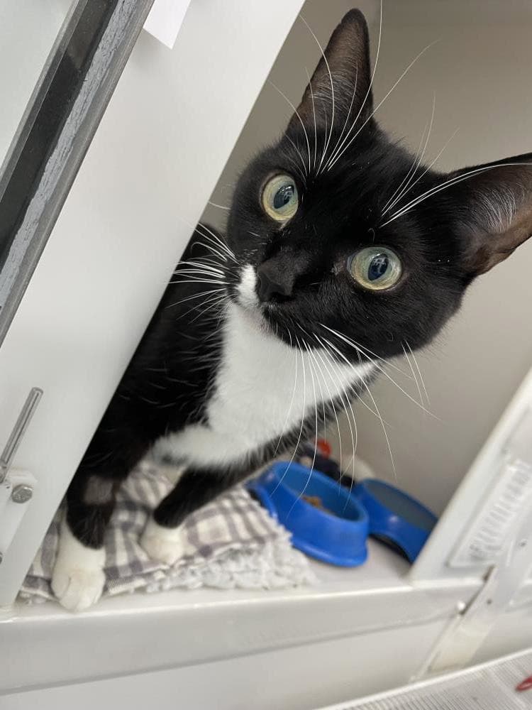 Fluffy — Domestic Cat