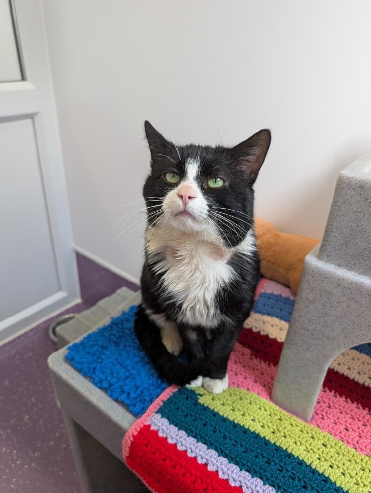 Boots — Domestic Cat