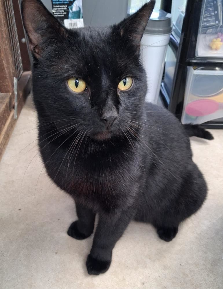 Klaus 87 2026 — Domestic Cat