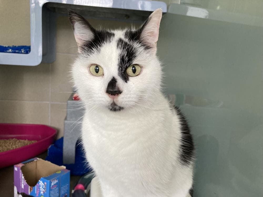 Pixel — Domestic Cat