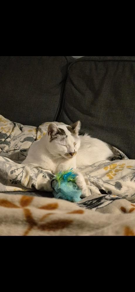 Holly — Domestic Cat