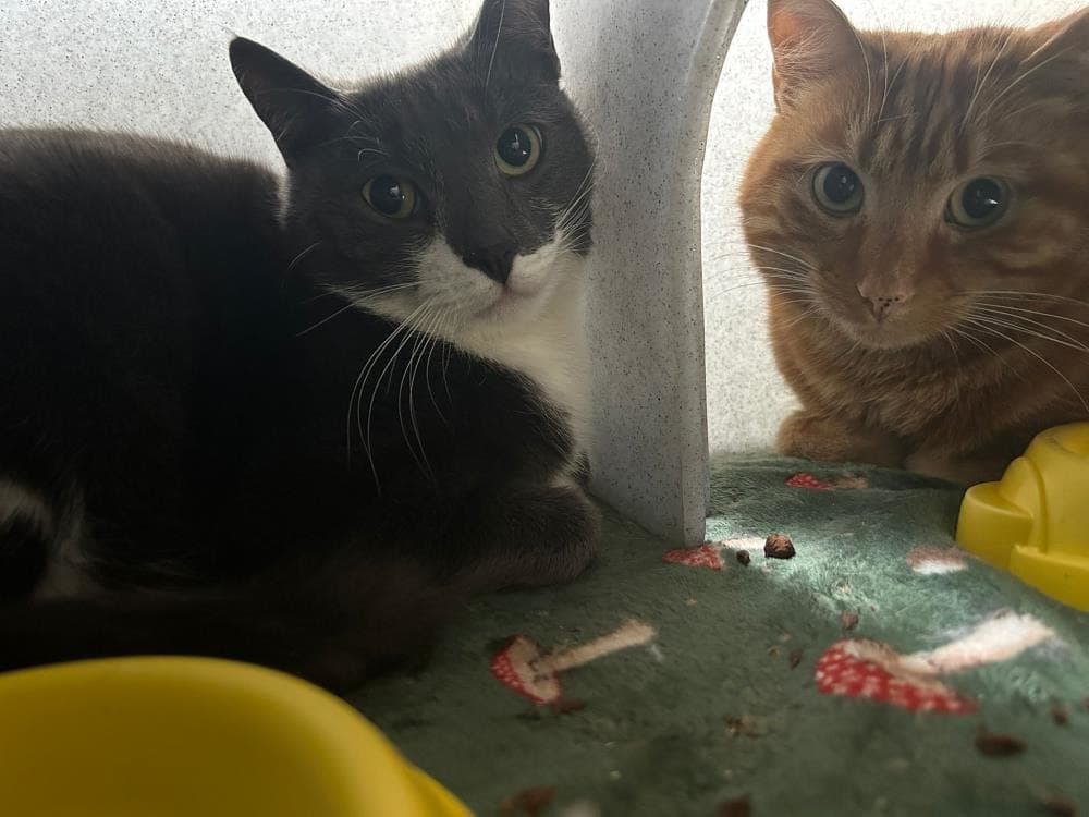 Oreo — Domestic Cat