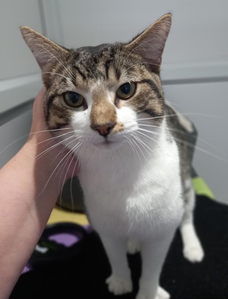 Japan — Domestic Cat