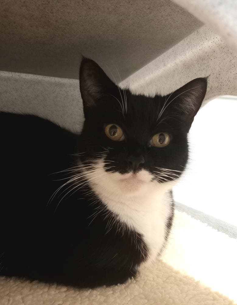 Poppey — Domestic Cat