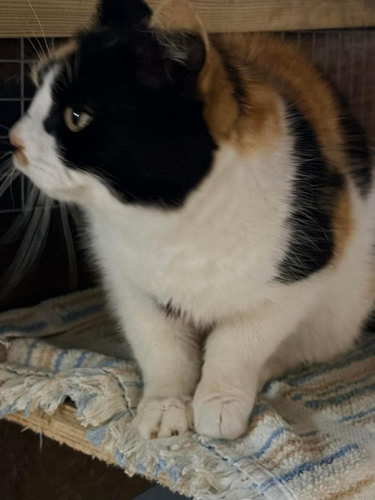 Puffin — Domestic Cat