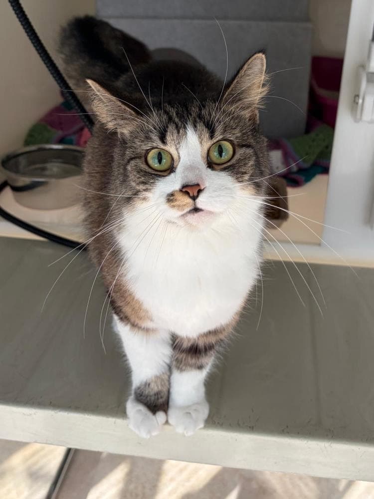 Bella — Domestic Cat