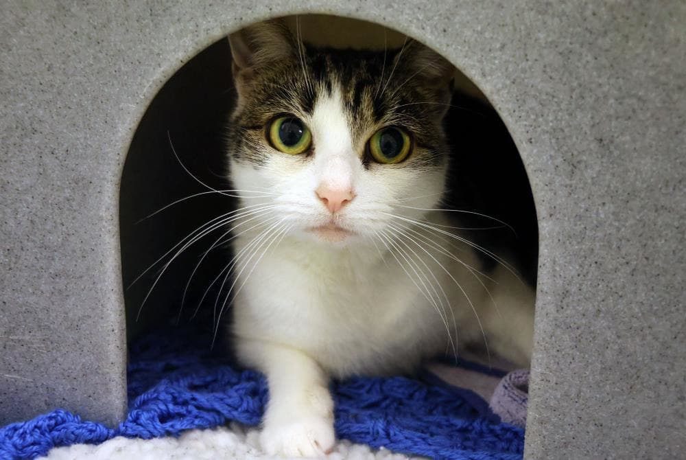 Mittens — Domestic Cat