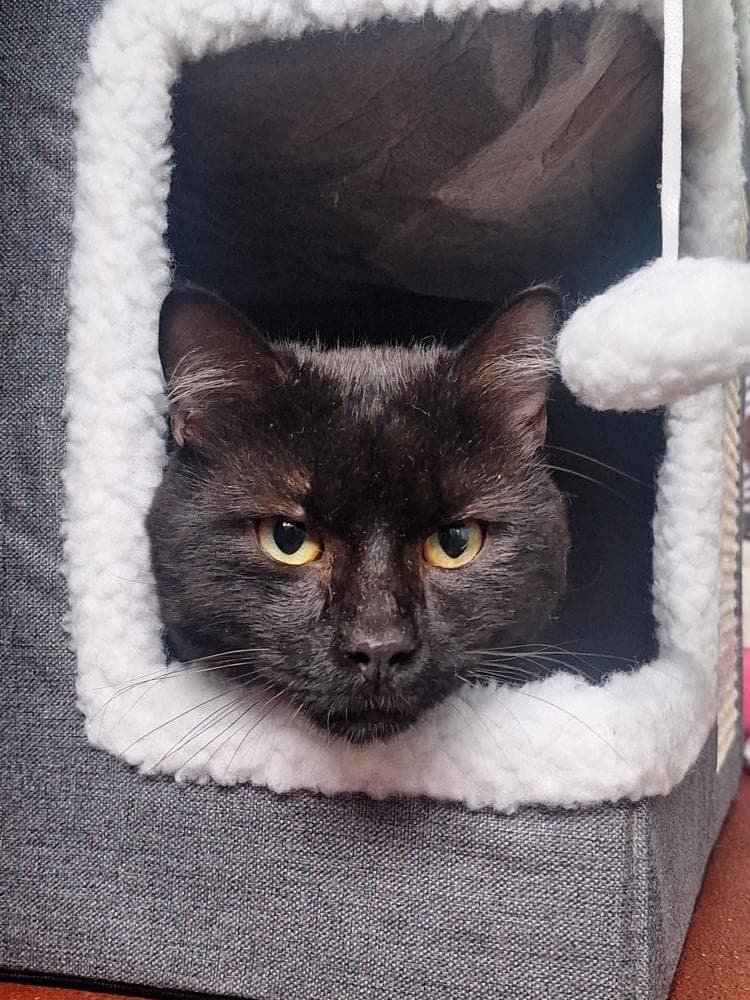 Oscar — Domestic Cat