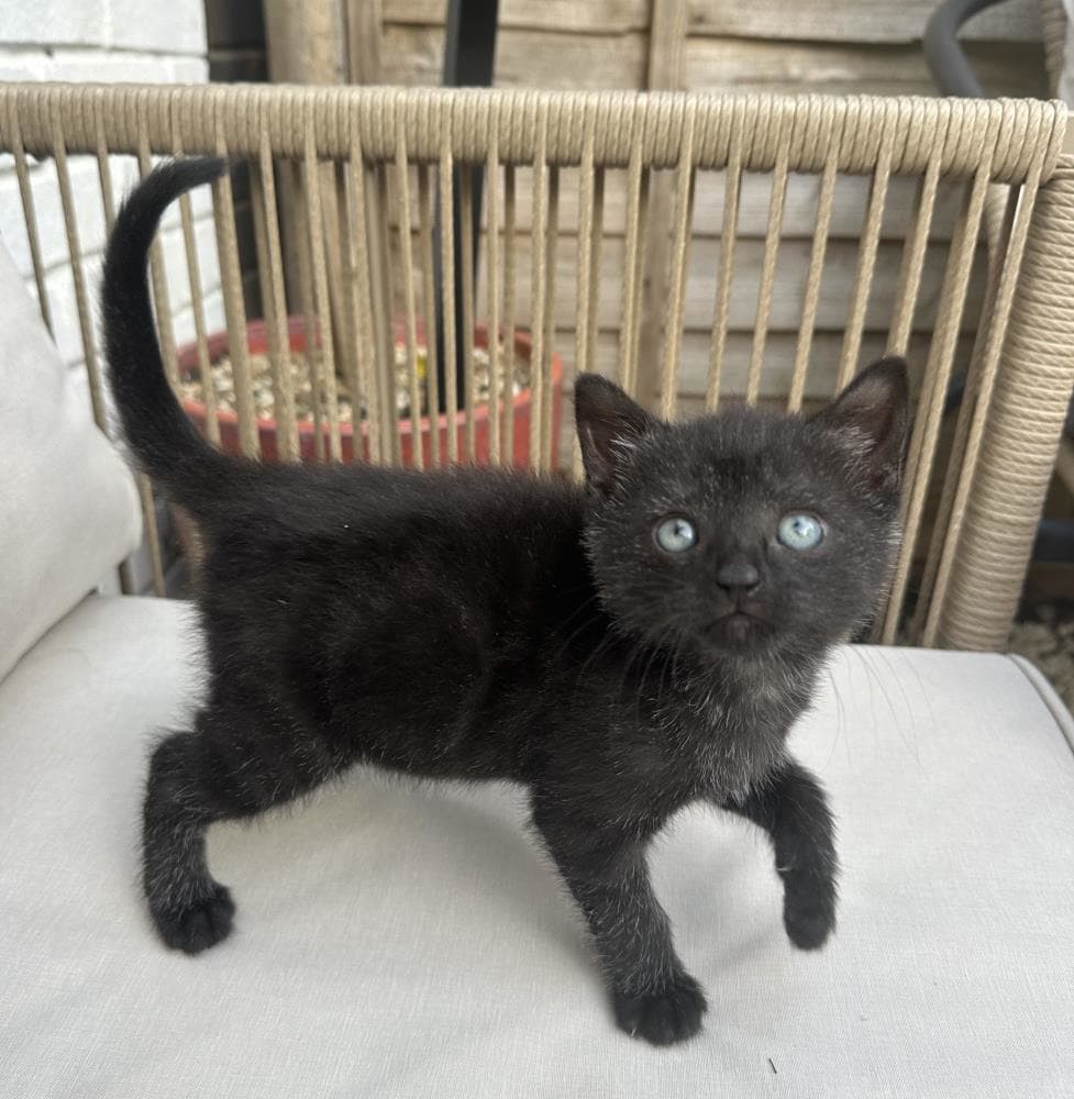 Mouse — Domestic Cat