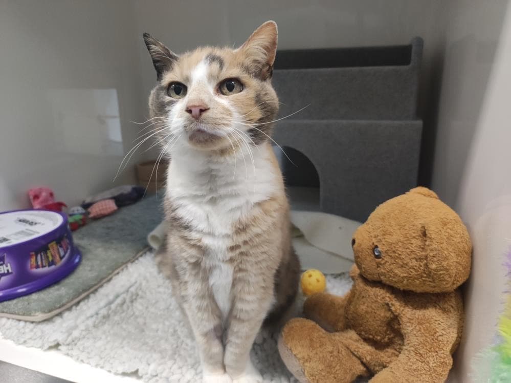 Anna — Domestic Cat