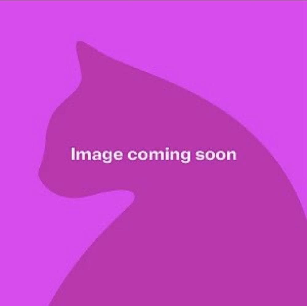 Arlo — Domestic Cat