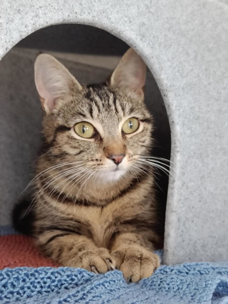 Pisces — Domestic Cat