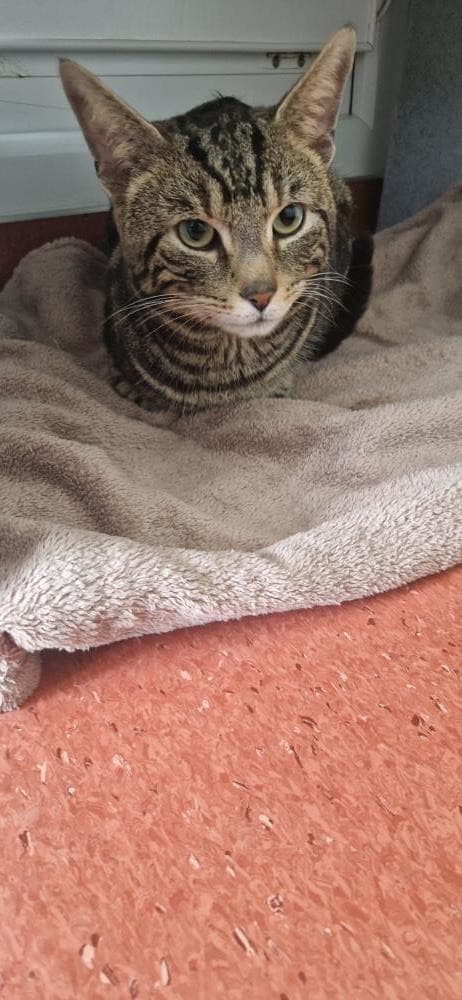 Simba — Domestic Cat