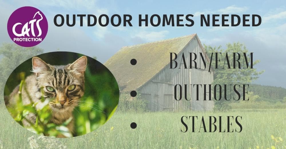 Shadow — Domestic Cat