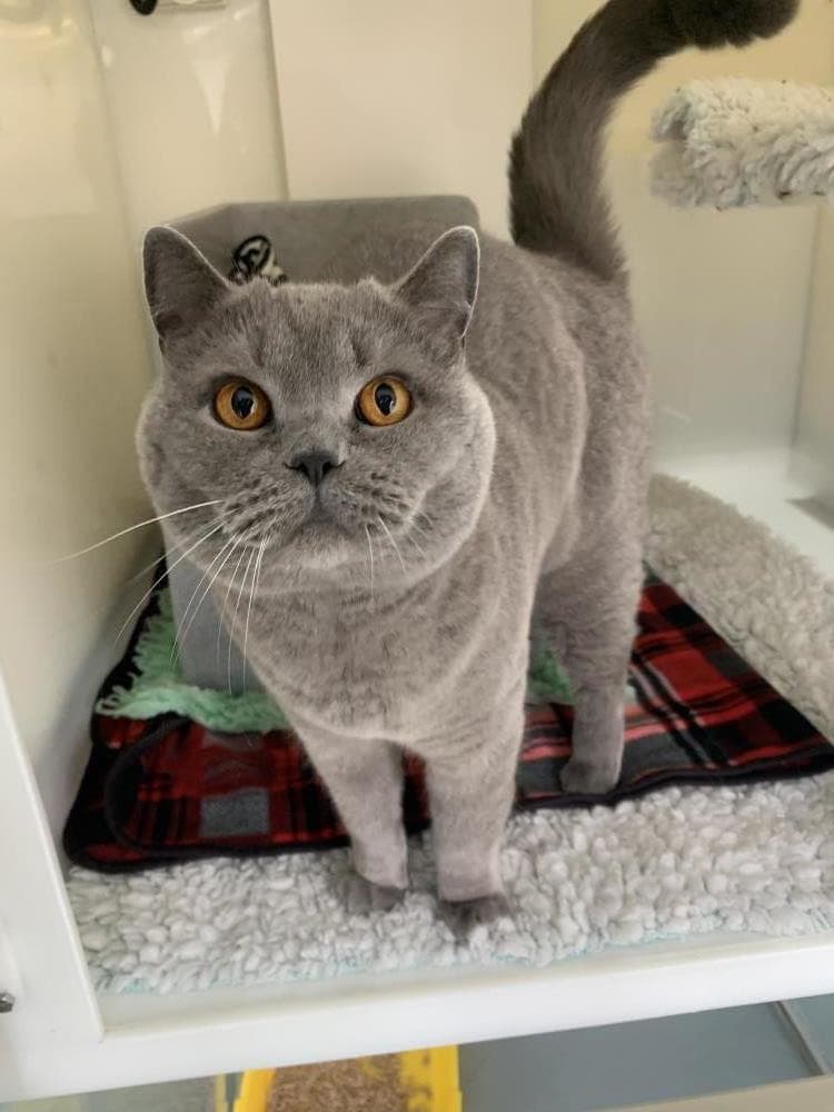 Barney — Domestic Cat