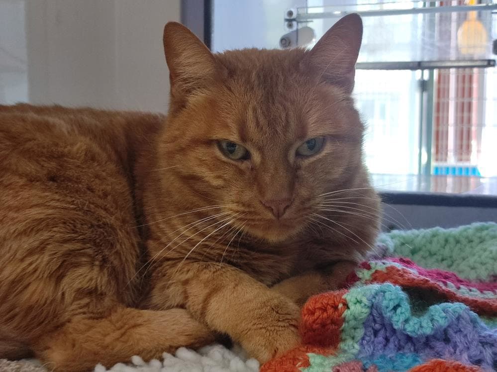 Willow — Domestic Cat