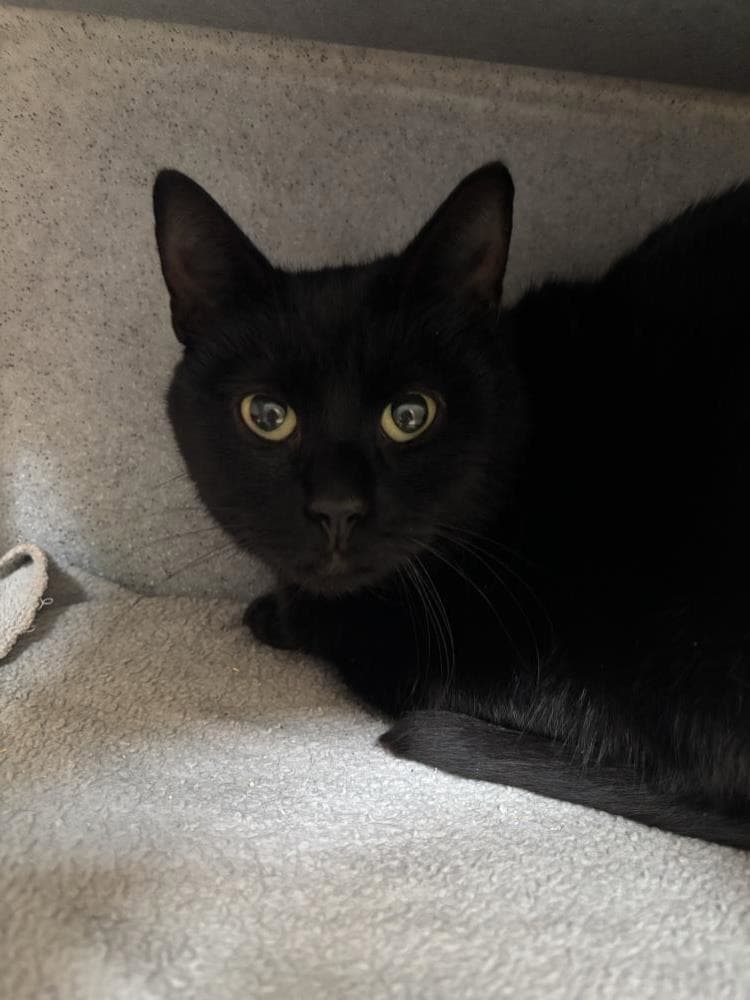 Fifi — Domestic Cat