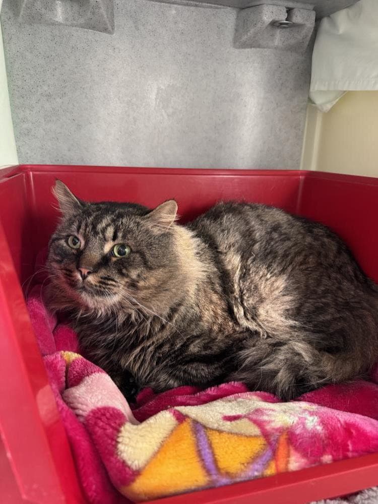 Beefcake — Domestic Cat