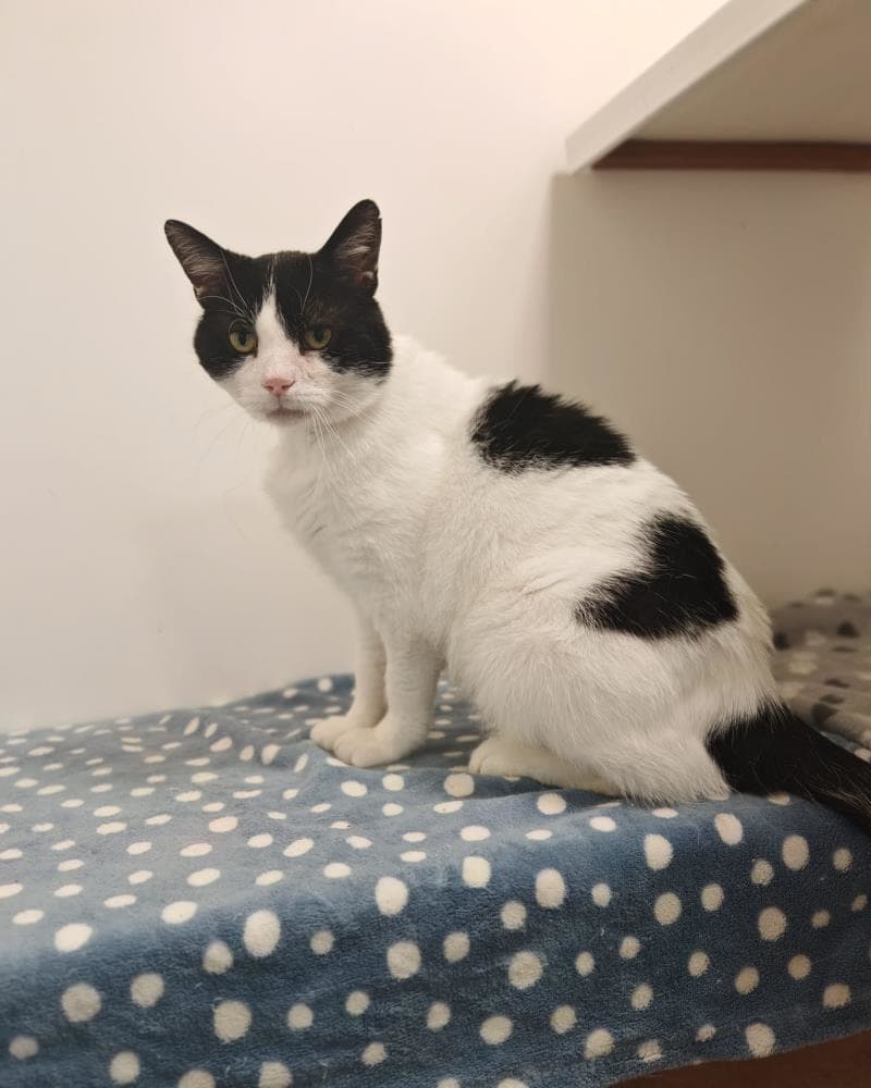 Felix — Domestic Cat