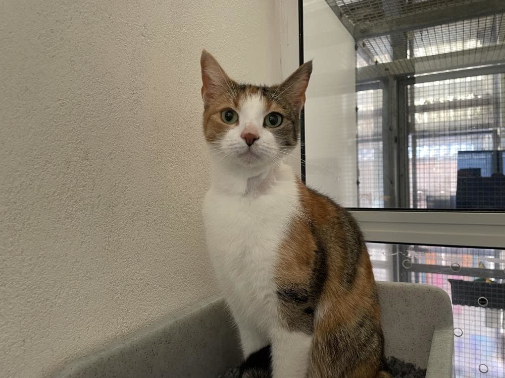 Dee Dee — Domestic Cat