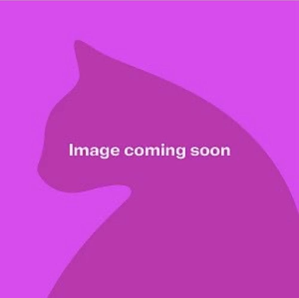 Marty — Domestic Cat