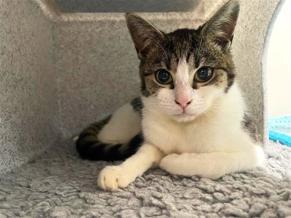 Ronny — Domestic Cat