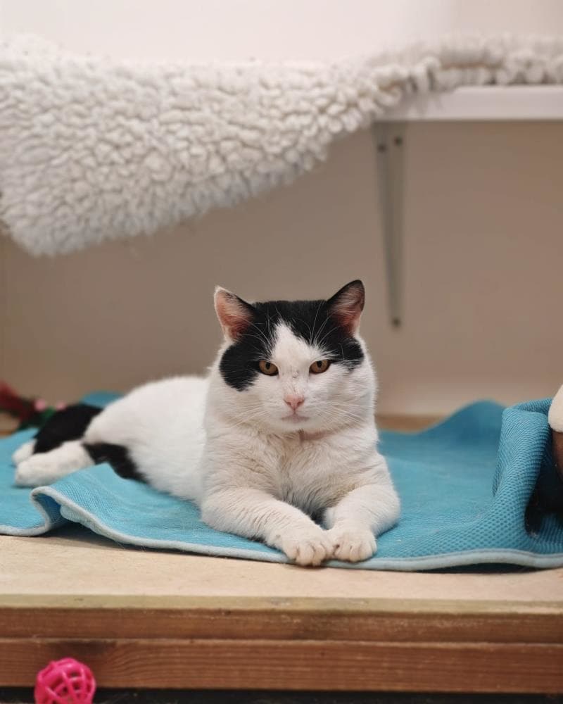 Bob — Domestic Cat