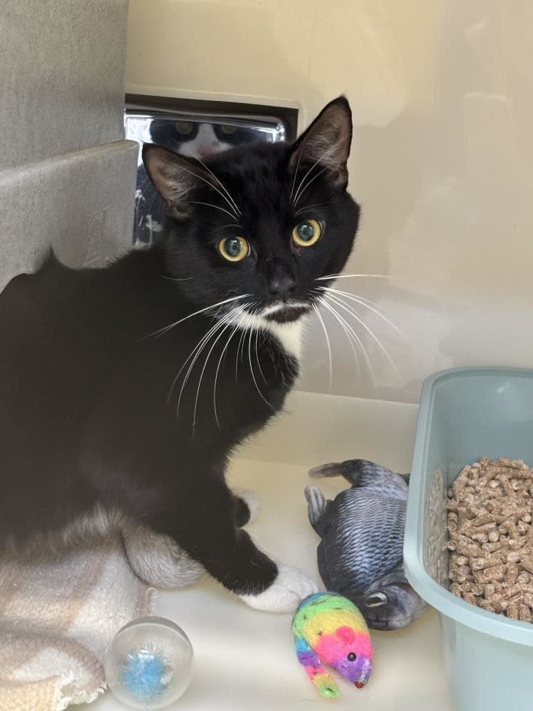 Blade — Domestic Cat