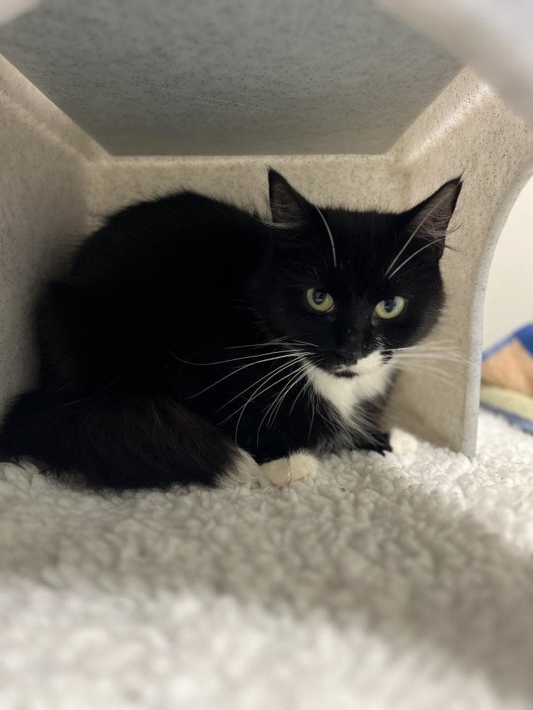 Shelly — Domestic Cat