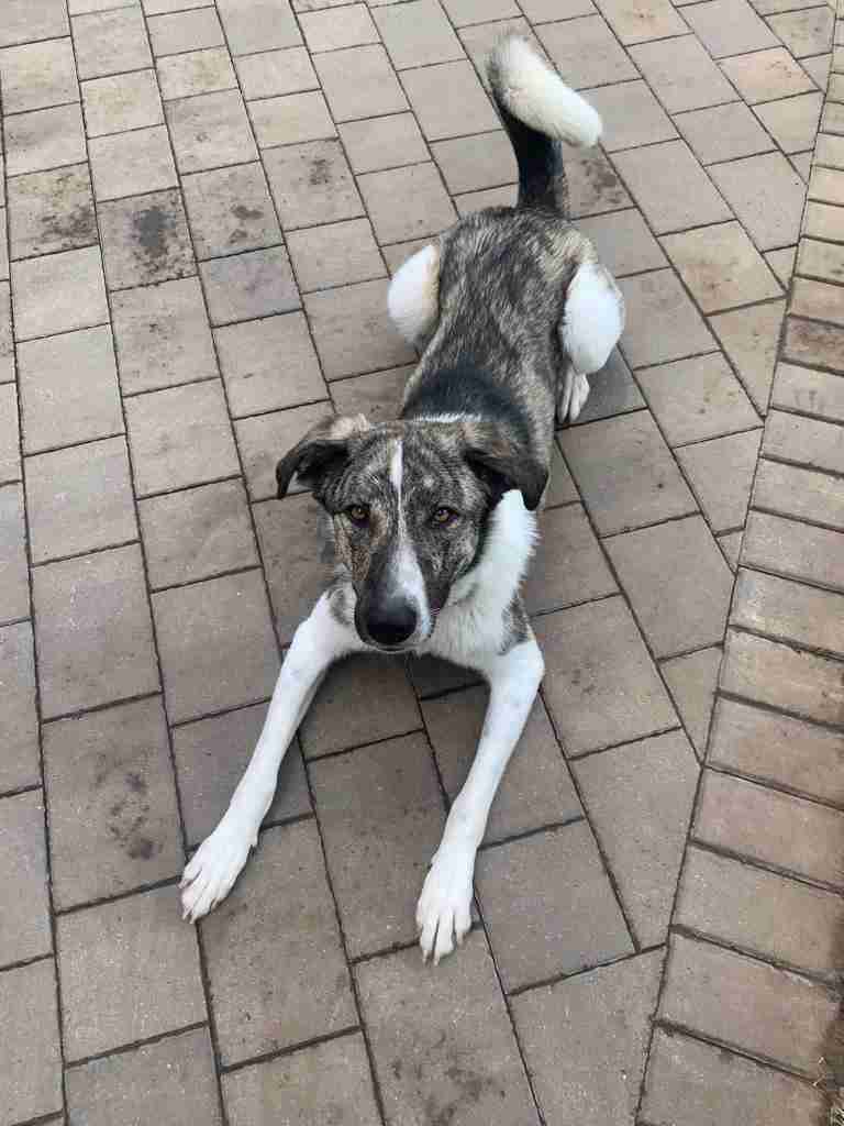 Kane — Cross-breed