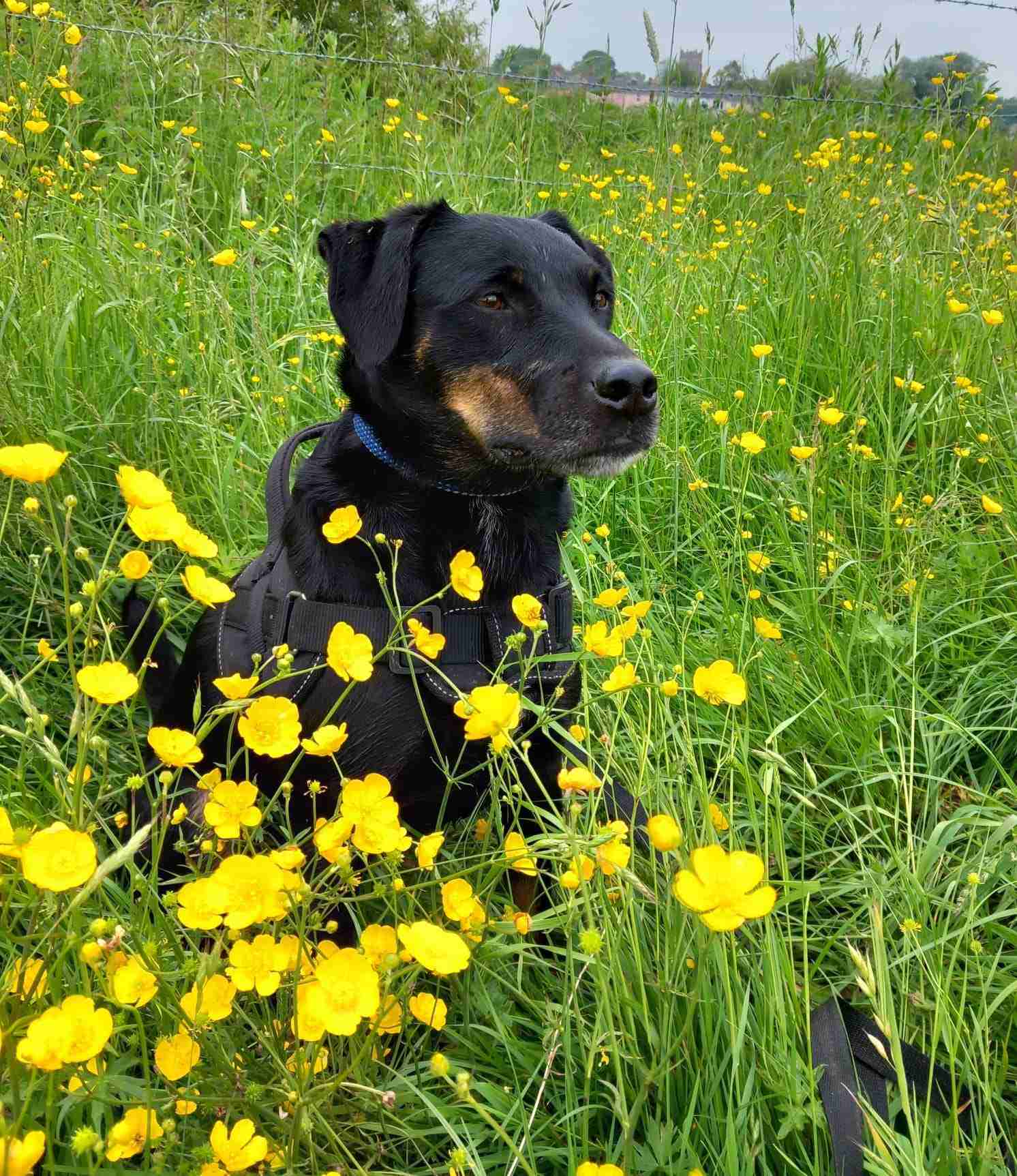 Simba — Jagdterrier Cross