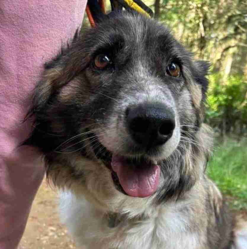 Hilda — Carpathian Sheepdog Cross