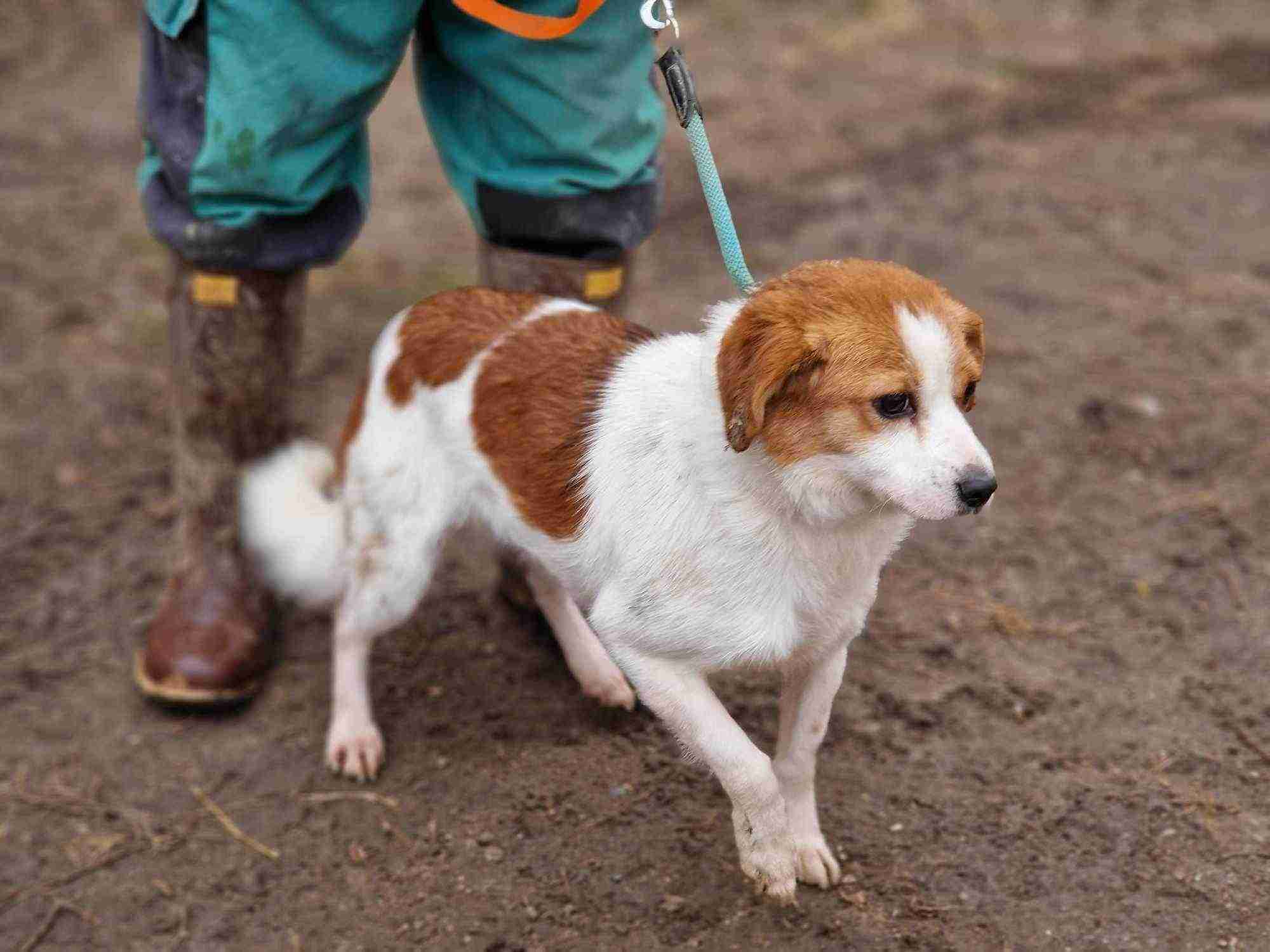 Kalea — Cross-breed