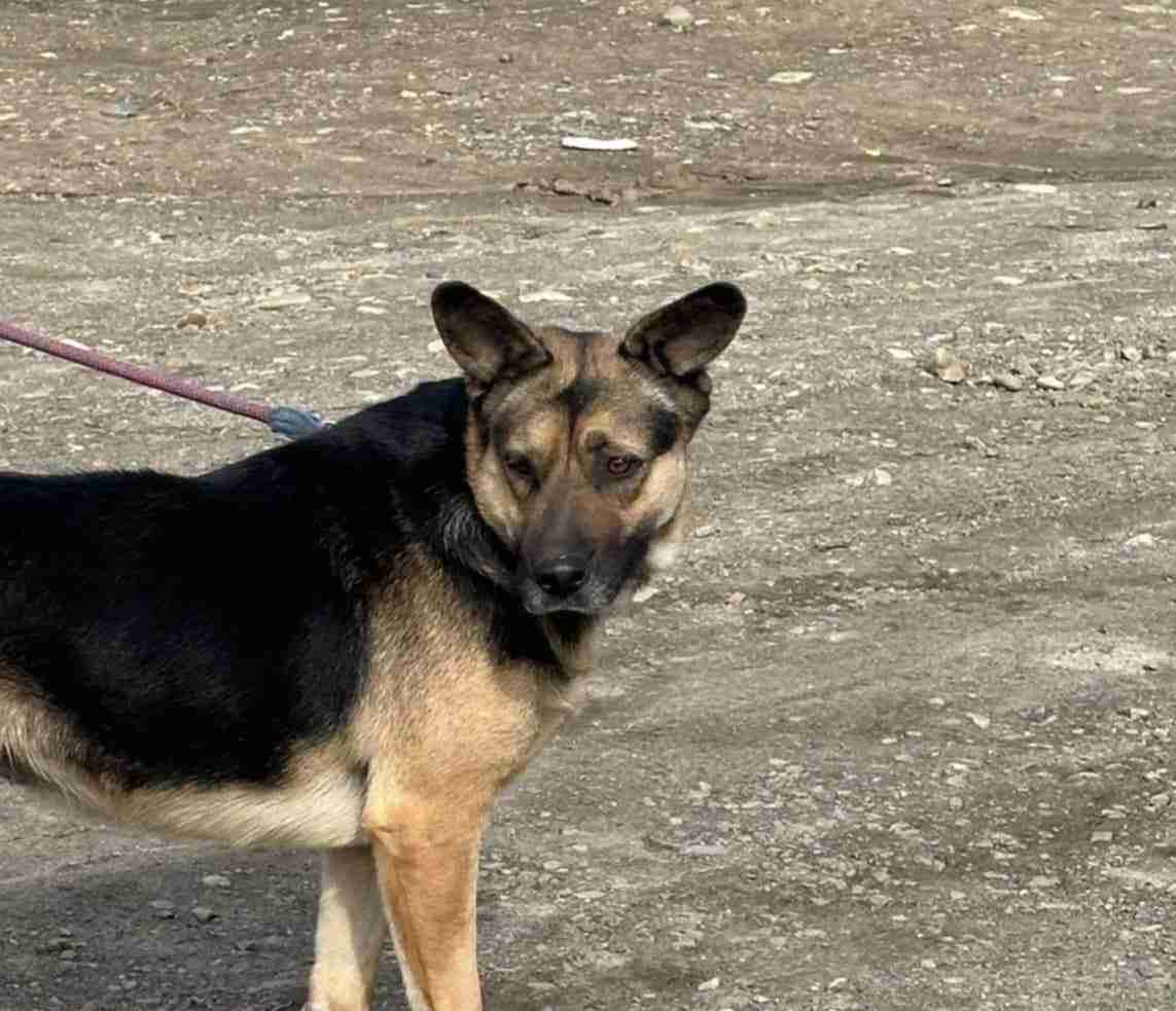 Angel — German Shepherd Cross