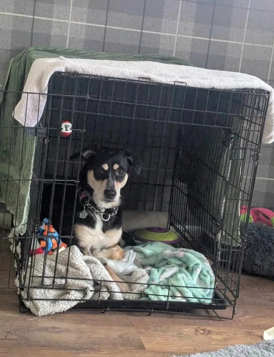 Roxie — Cross-breed