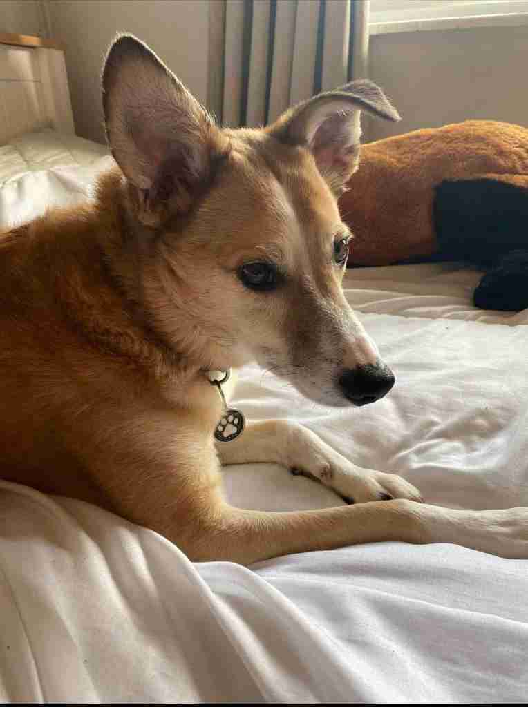 Bailey — Mixed Breed