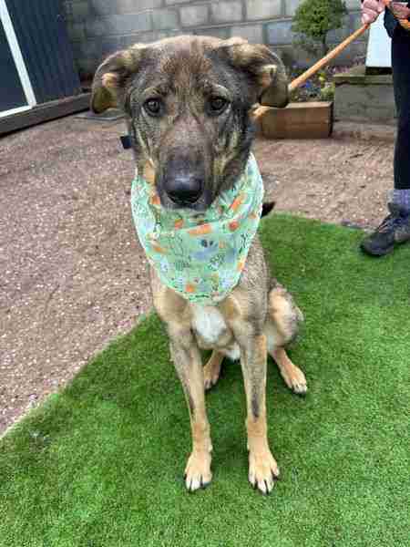 Ozzy — Cross-breed