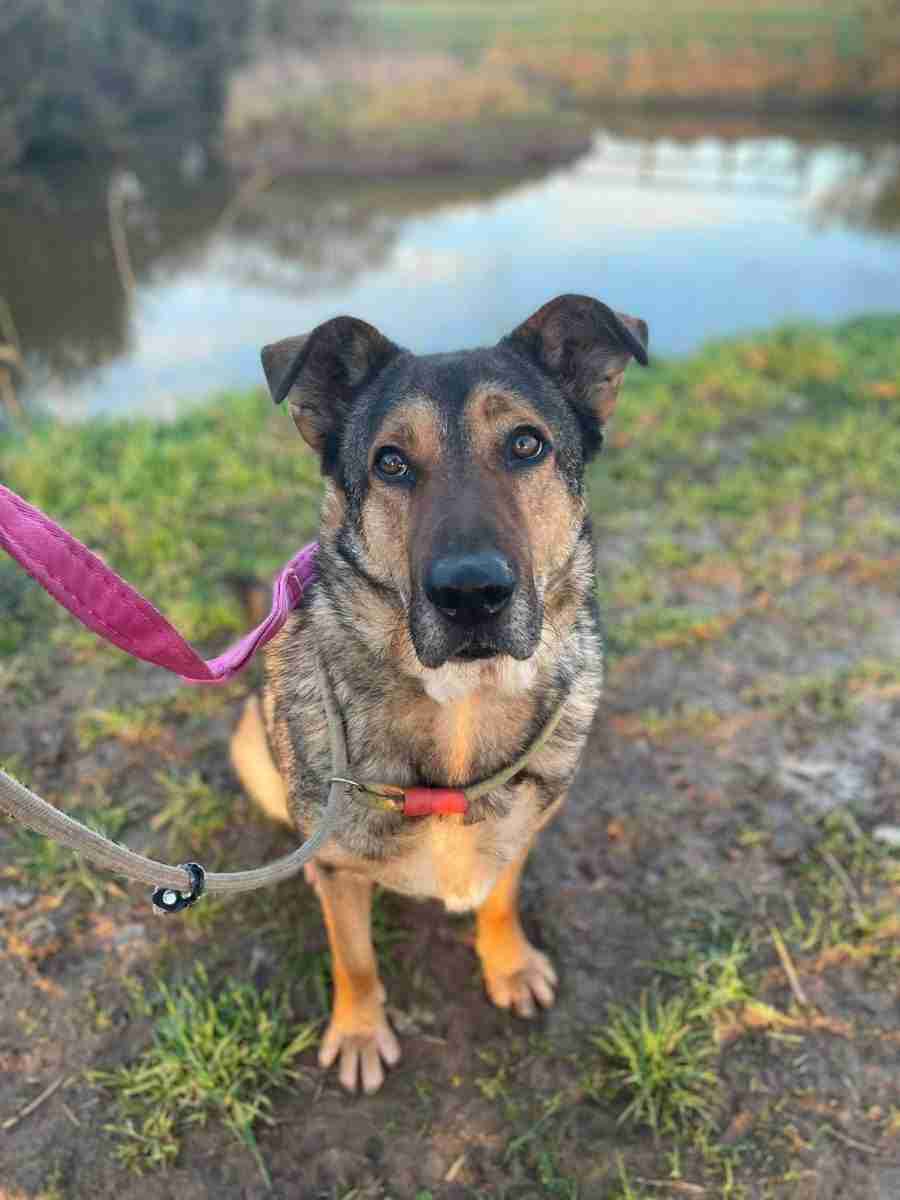 Kobi — Cross-breed