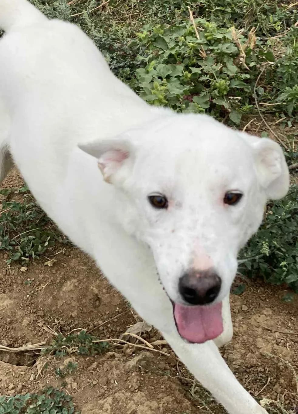 Finn — Cross-breed