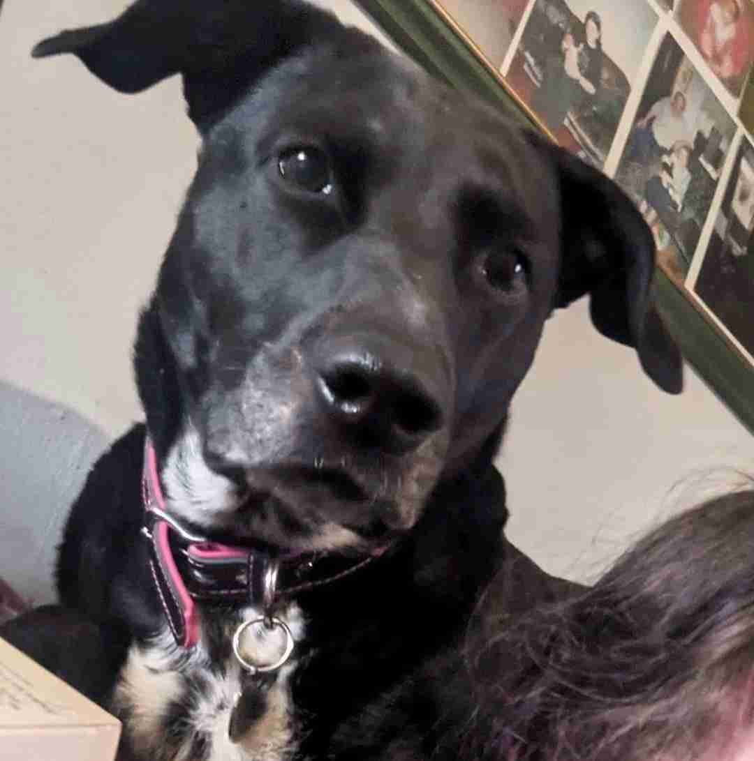 Bess — Cross-breed