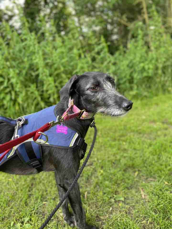 Stormzie — Rough Coat Lurcher