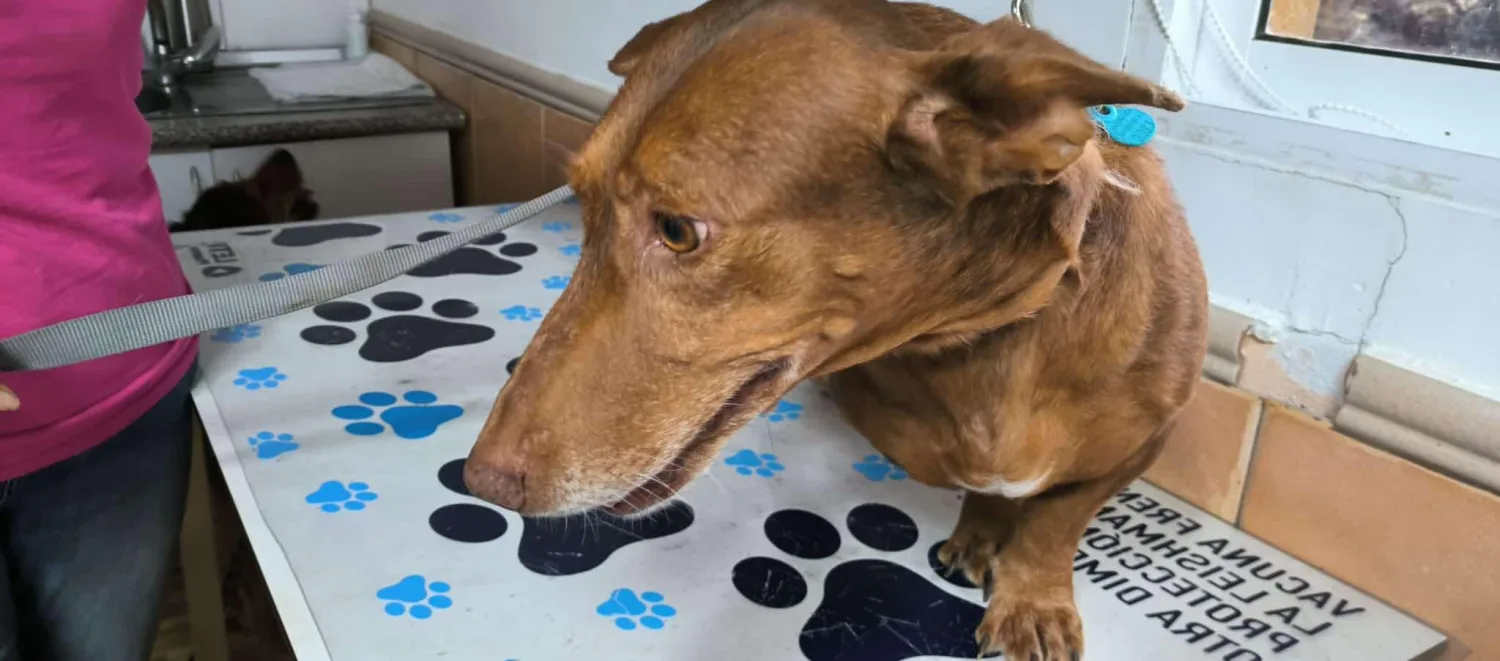 Carmen — Podenco Maneto