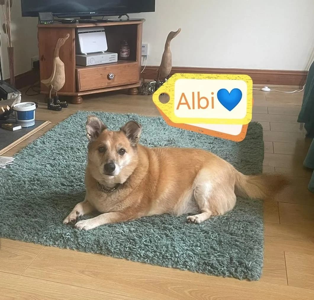 Albi — Mixed Breed